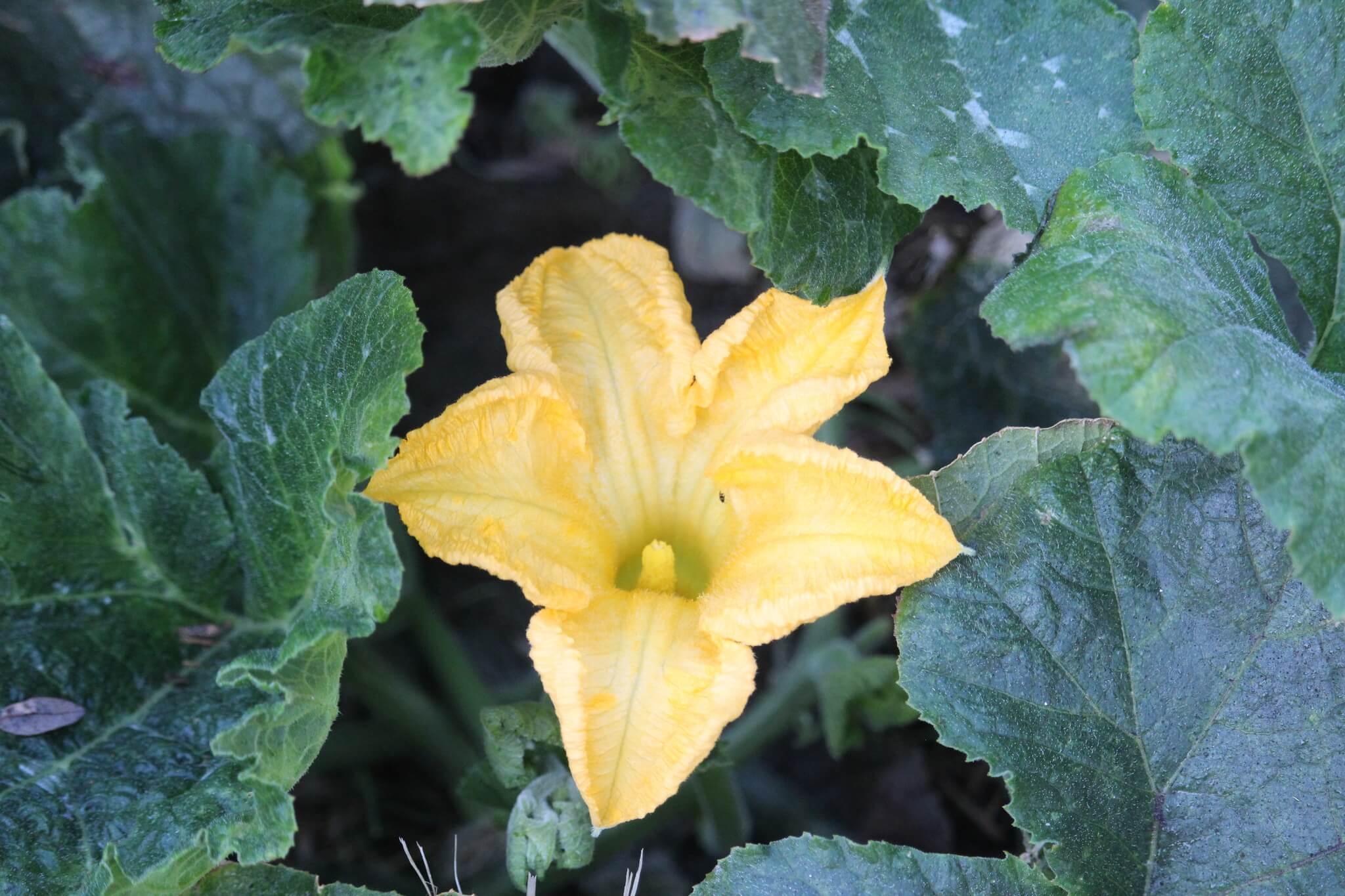 Cucurbita ficifolia